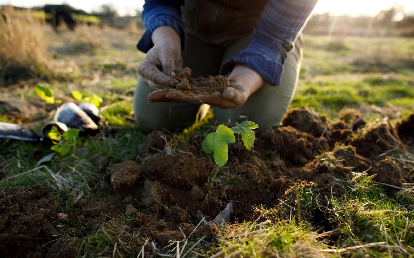 Hands holding soil near a new plant.