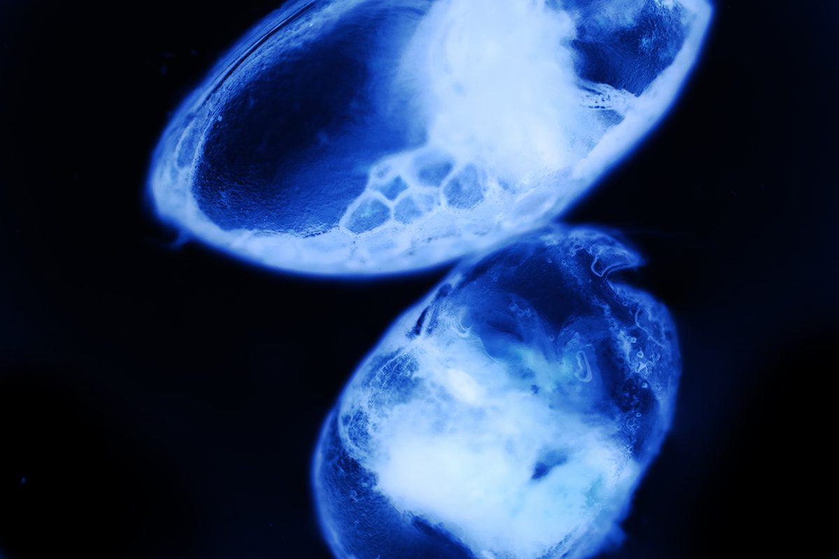 Bodyboarders rip through bioluminescent waves in California