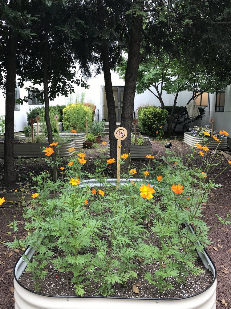 Yellow cosmos flowers in a garden bed.