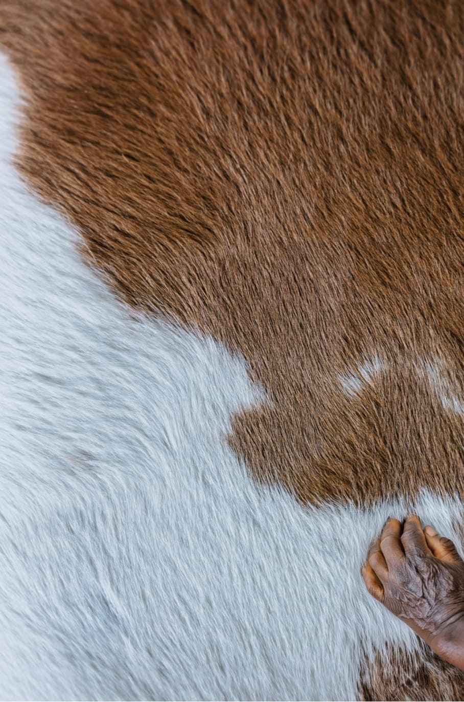 A white-and-brown animal hide with a black hand resting on it.
